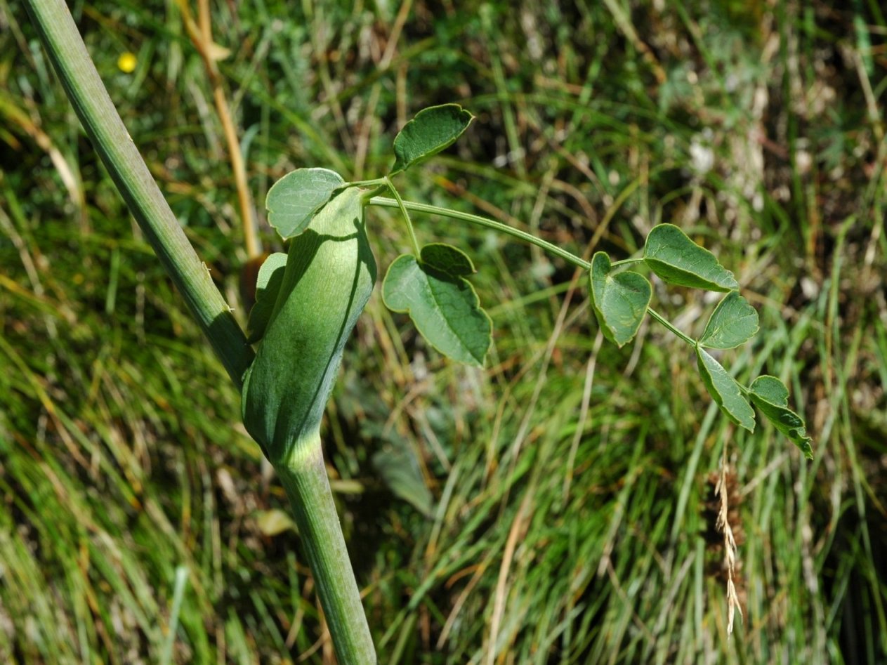 Laserpitium latifolium